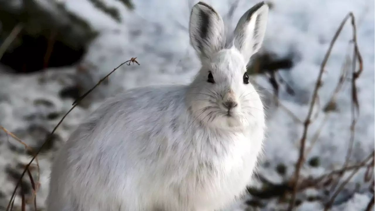 New study shows the fatal impact of climate change on the snowshoe hare