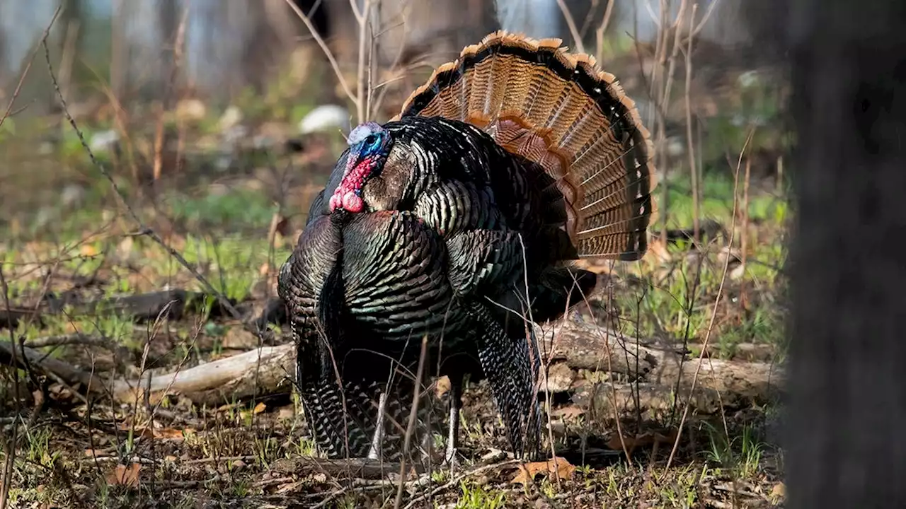 Warm weather helps youth hunters get Ohio turkey season off to fast start