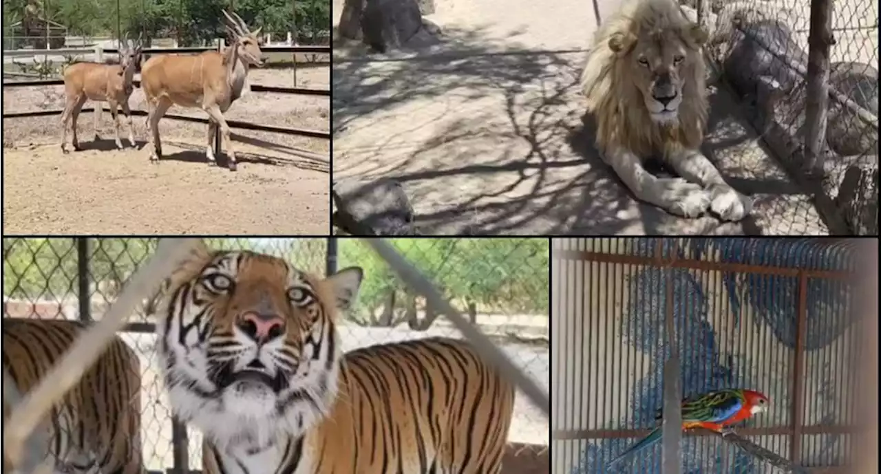 VIDEO: FGR asegura tigres, leones, jaguares y otros animales durante cateo en La Barca, Jalisco