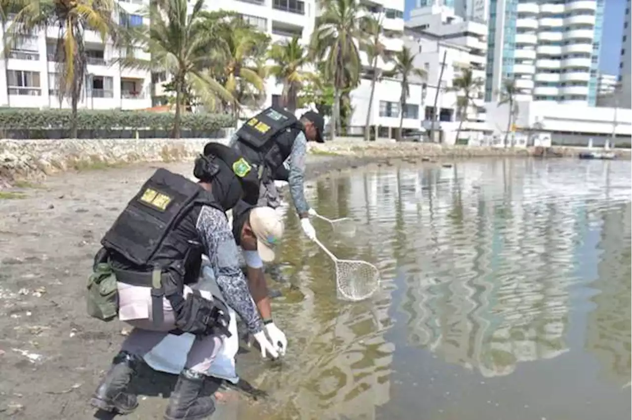 Autoridades recogieron cientos de peces muertos en prestigioso barrio de Cartagena