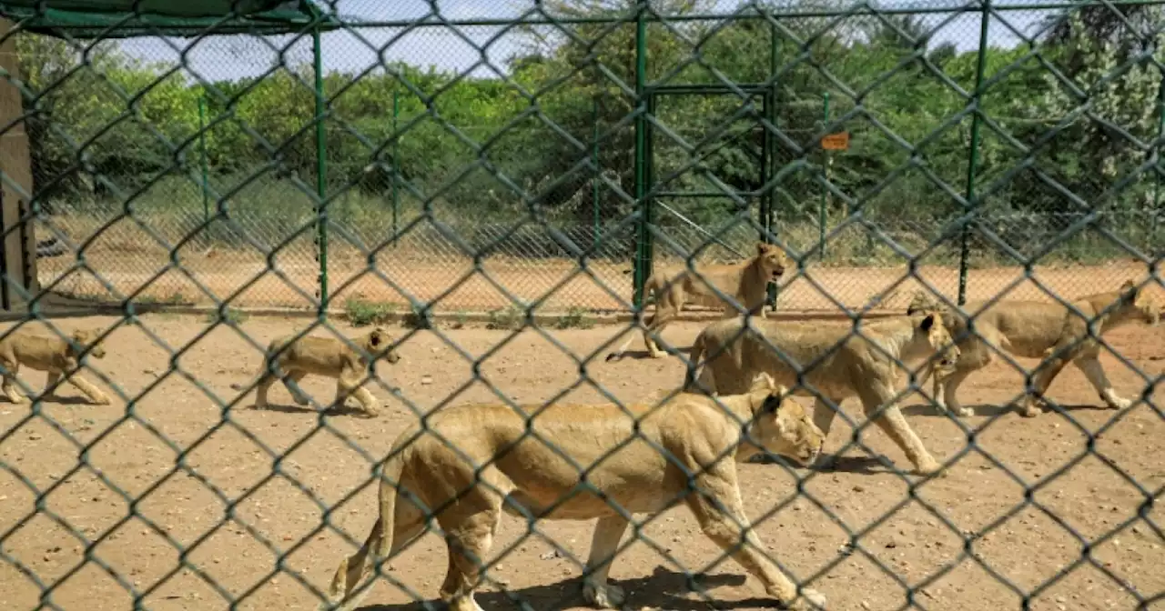 Sudan lions reserve warns running low on food amid fighting