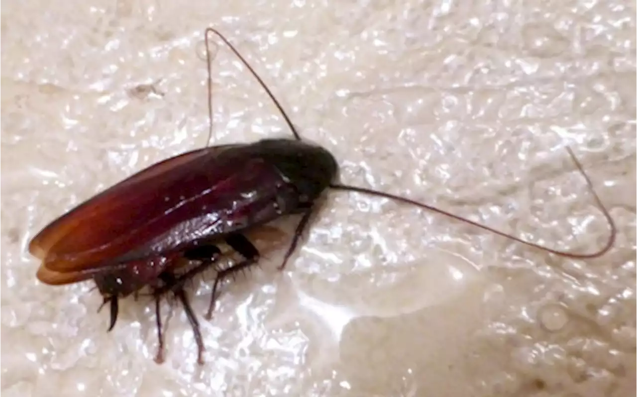 Cockroach infestations lead to unlawful use of pesticides - Croplife SA