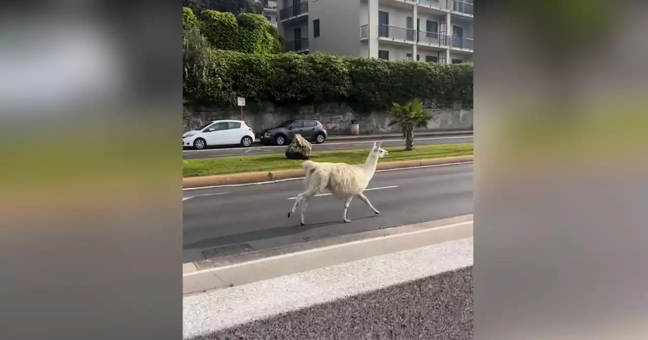 Lama fuggito dal circo a Genova, i gestori: 'Gli animalisti hanno aperto i recinti'. La replica: 'Accuse gravi, più probabili loro carenze' - Il Fatto Quotidiano