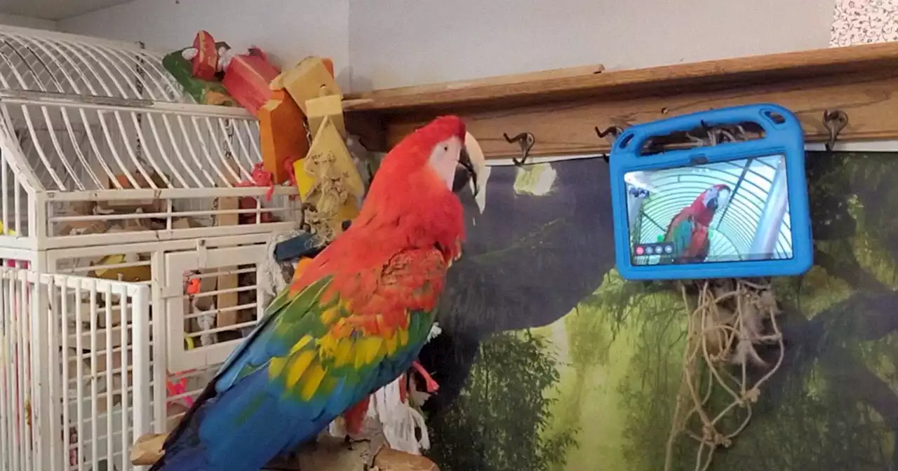 Lonely Parrots Love Video Chatting With Each Other, Study Finds