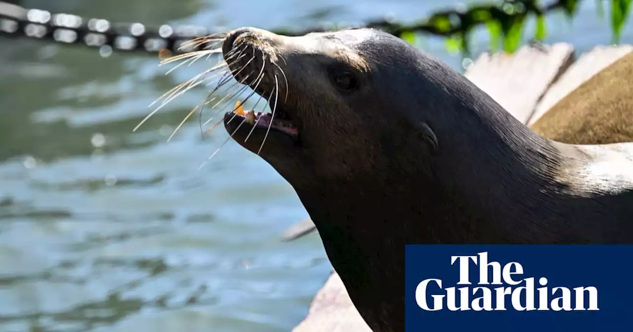 Rescued sea lion known for roaming San Diego dies, SeaWorld announces