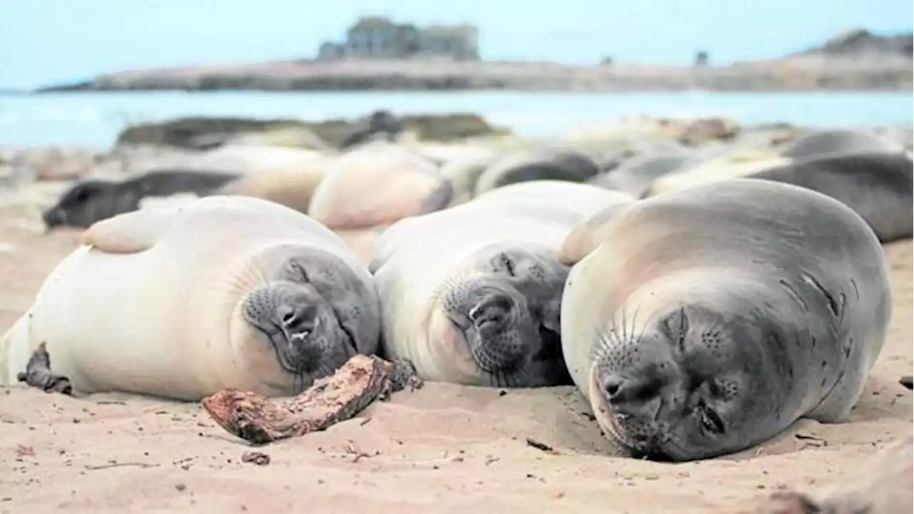 Need more sleep? Tell that to an elephant seal