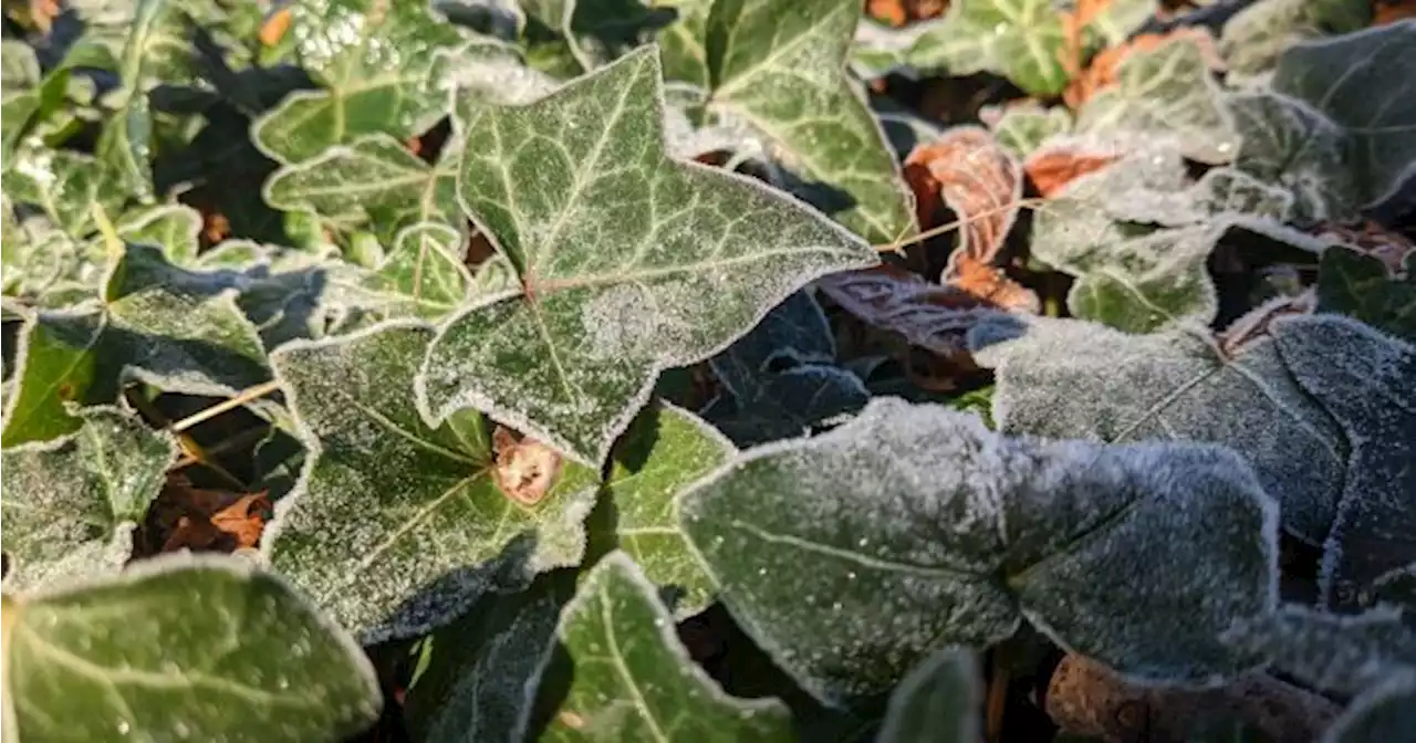 Temperatures set to drop below freezing as Met Éireann predicts cold snap | JOE.ie