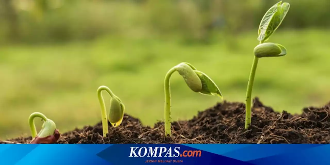 Apakah Tumbuhan Bisa Berpikir?