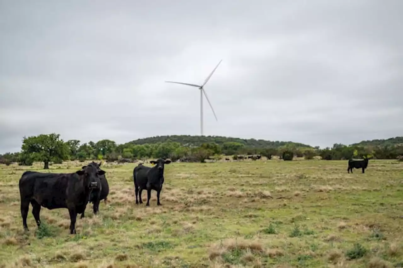 6 cattle found dead in 3 Texas counties, all with their tongues missing