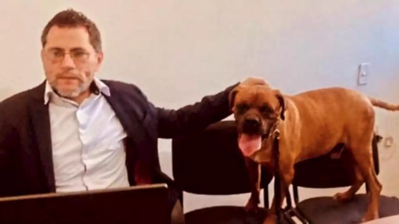 'El Chato', el primer perrito en participar en una audiencia por maltrato en su contra