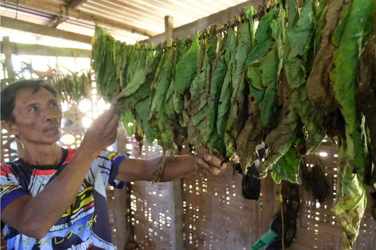 FEATURE: Unknown to many, tobacco farming thrives in Sarangani