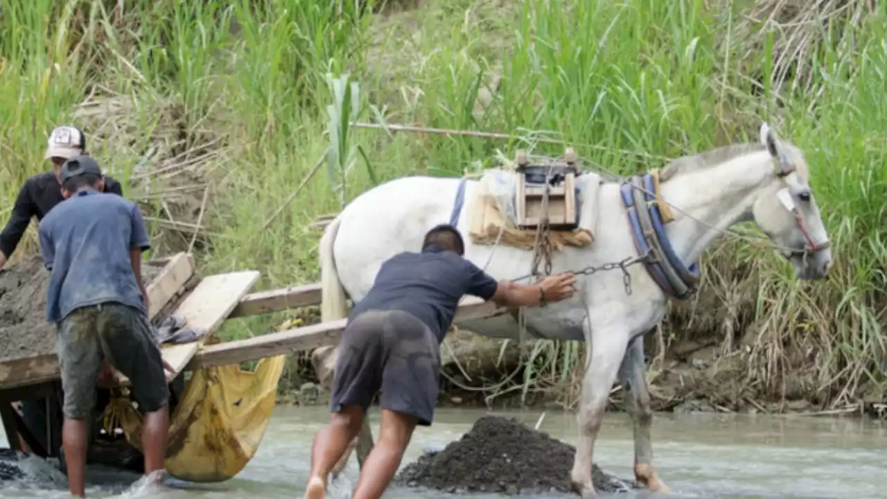 [VIDEO] Judicializan a dos hombres por maltrato animal en Casanare y Antioquia