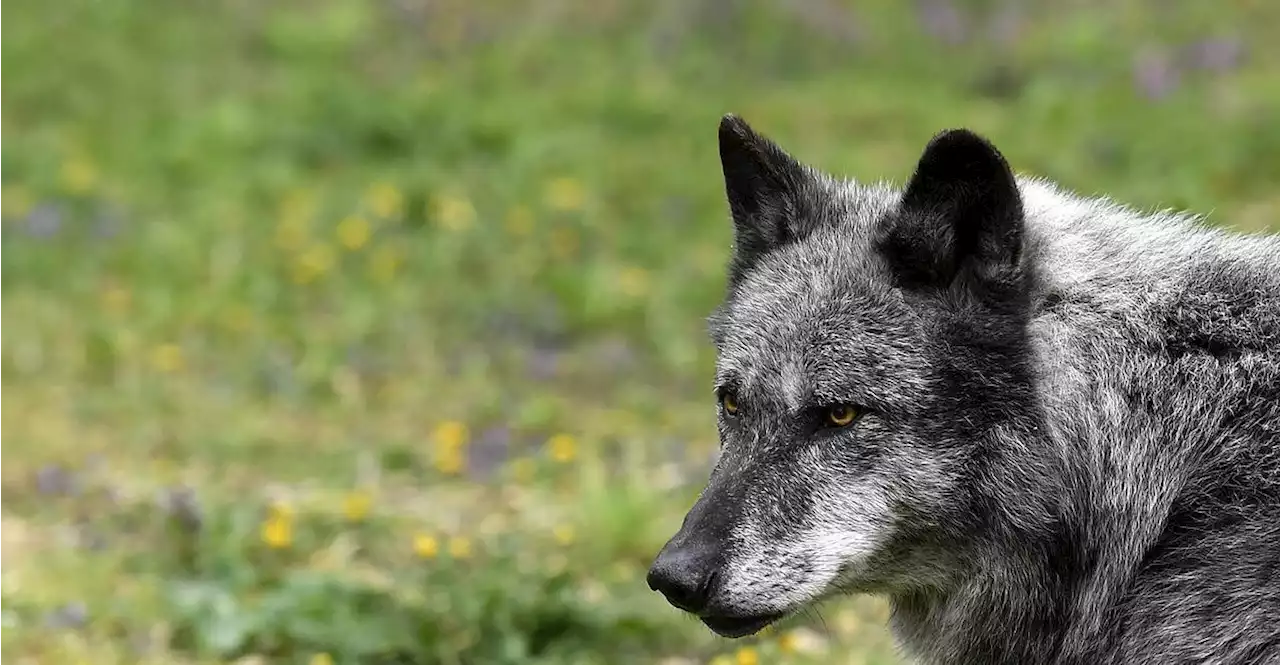 25 Wölfe dürften sich in Oberösterreich aufhalten