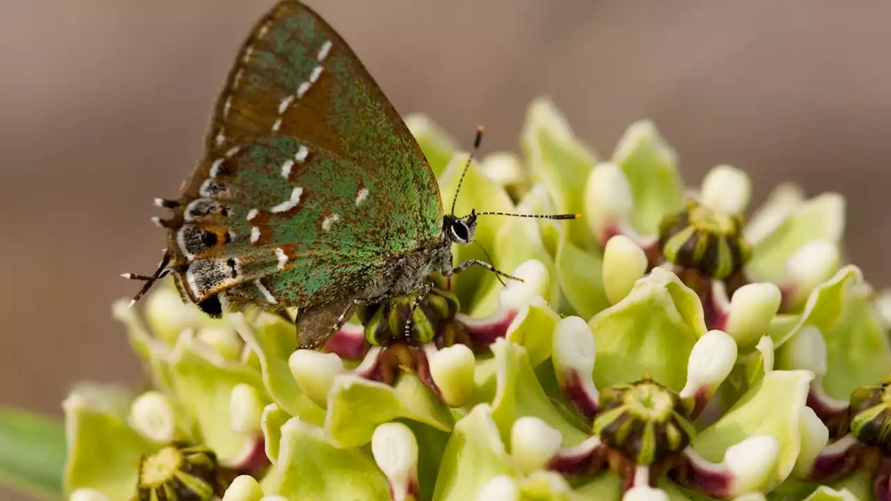 Why you should add native plants to your garden