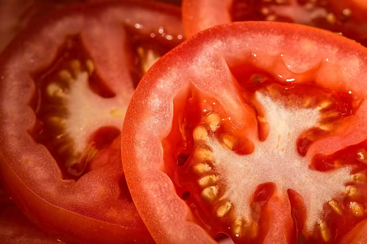 New breeding program produces purple tomatoes with high anthocyanin content