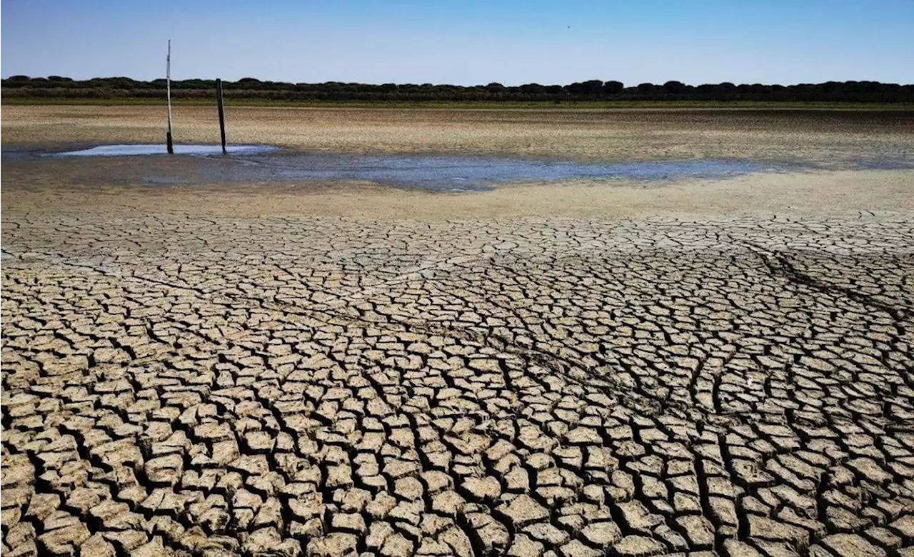 Salvar Doñana aplicando el artículo 155