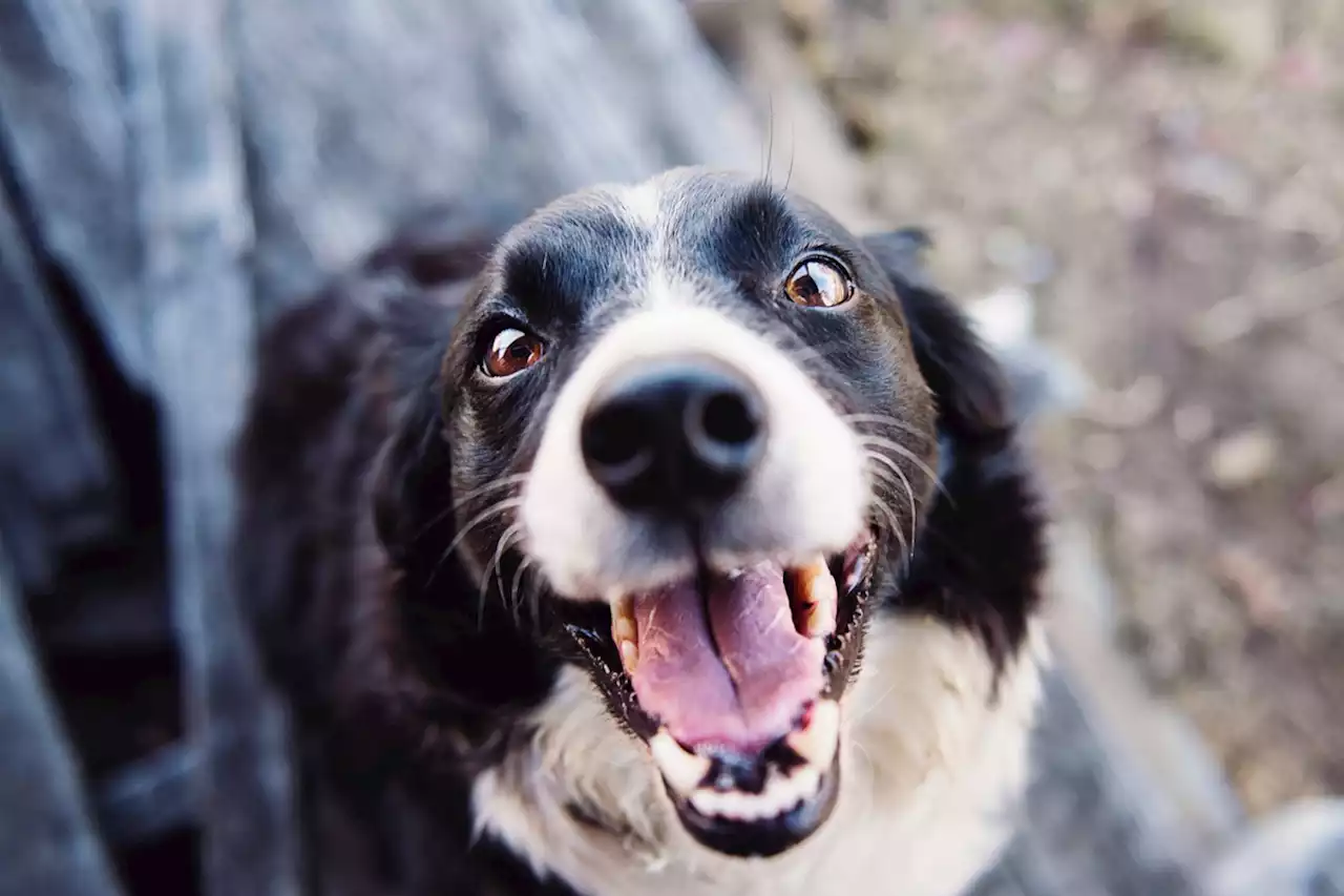 Chiens : comment repérer les tiques et les retirer efficacement ?