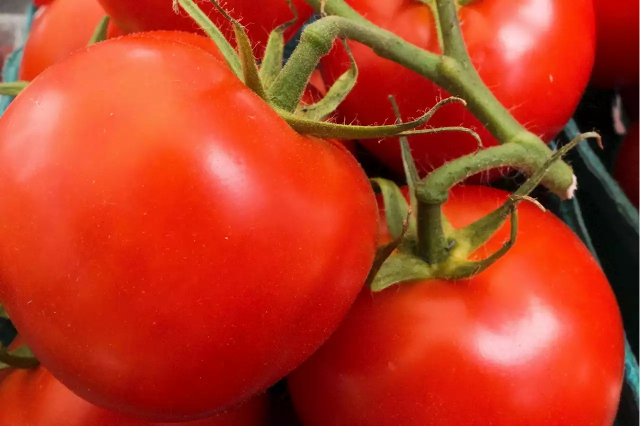 Mac Lesggy explique comment des chercheurs ont pu entendre le 'cri' des tomates lorsqu'elles ont soif