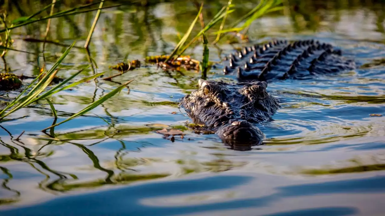 Company ‘abandons’ its ‘crocodile attack insurance’ policy in the NT