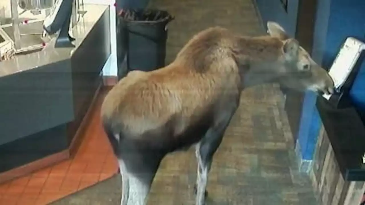 Moose Walks Into Alaska Movie Theater, Eats Happy Meal, Then Leaves