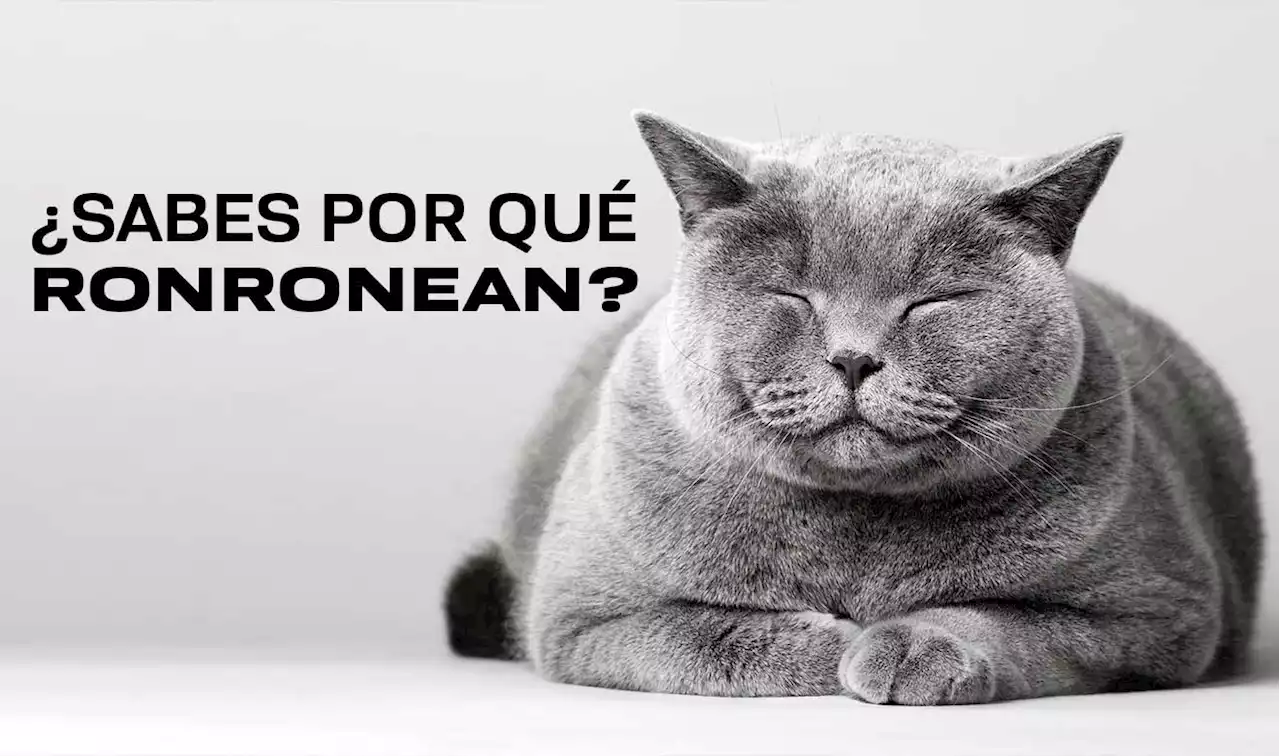 ¿Por qué ronronean los gatos? - UNAM Global