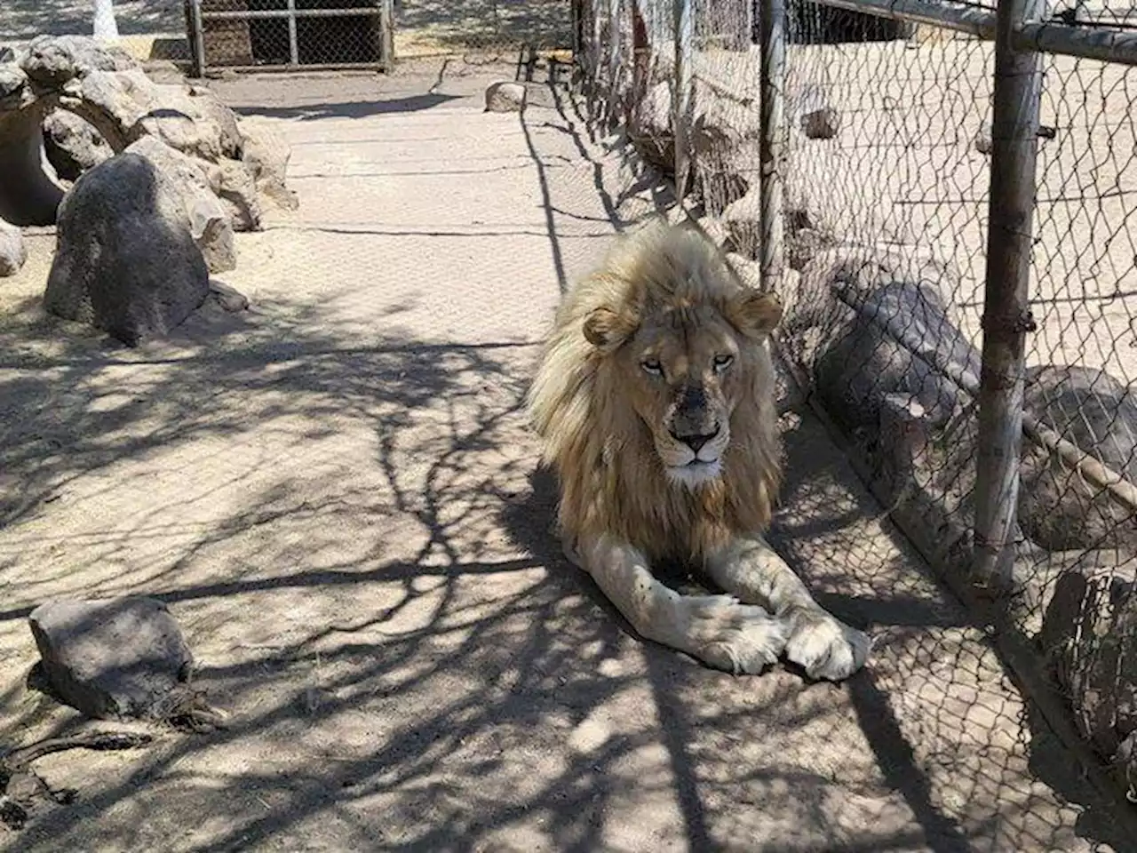 Aseguran ‘zoológico’ ilegal en Jalisco; tenían tigres, leones y muchos más animales