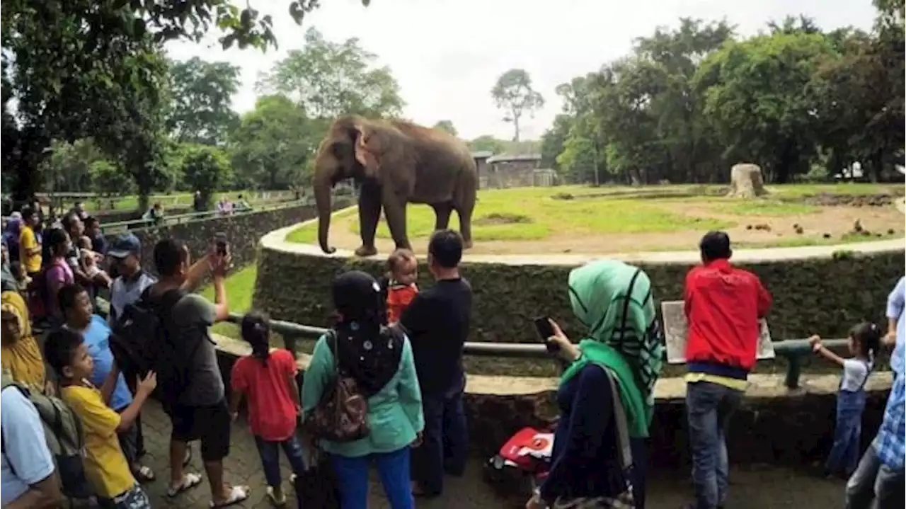 Hari Kedua Lebaran, Pengunjung Taman Margasatwa Ragunan Tembus 82 Ribu Orang