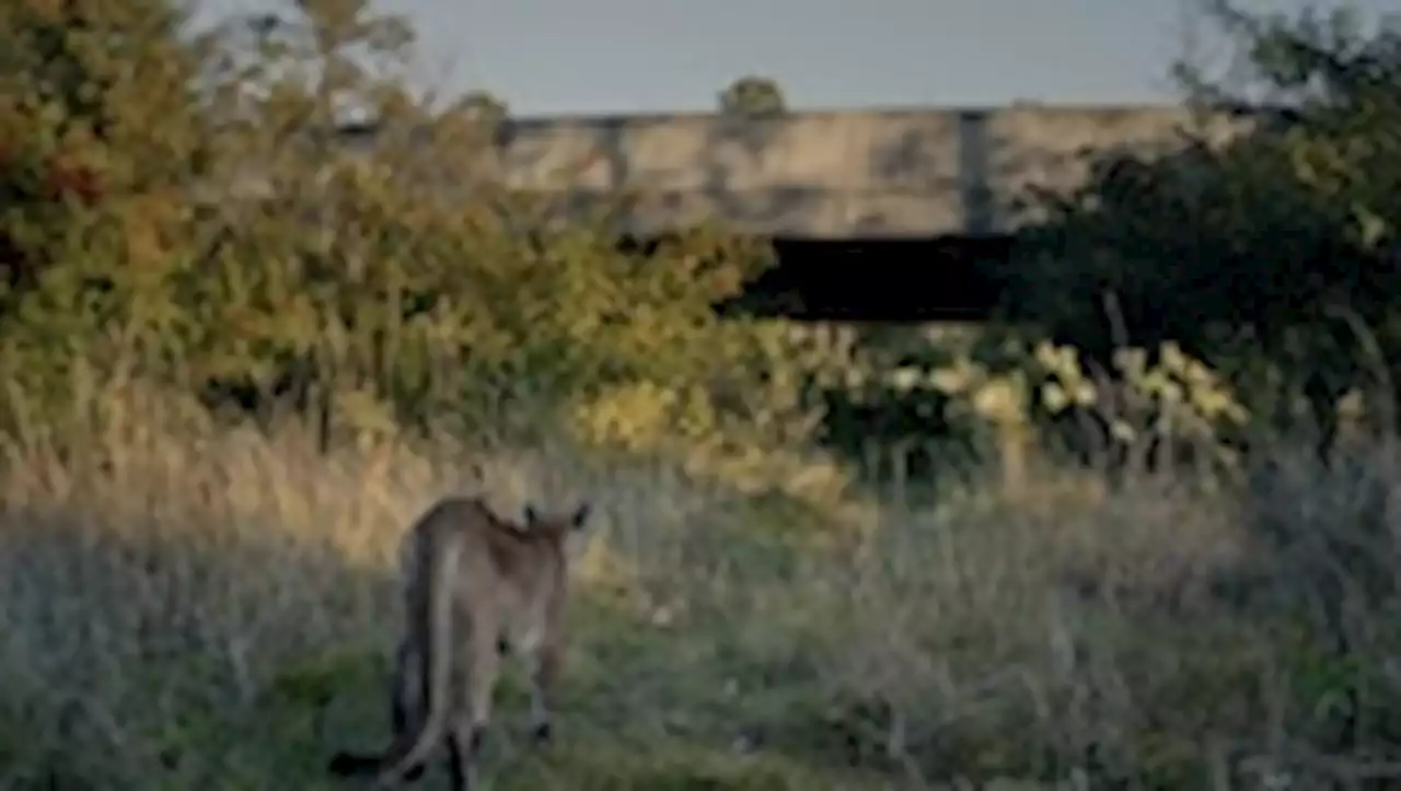 Cars are decimating the Florida panther. A new film shows what can save it.