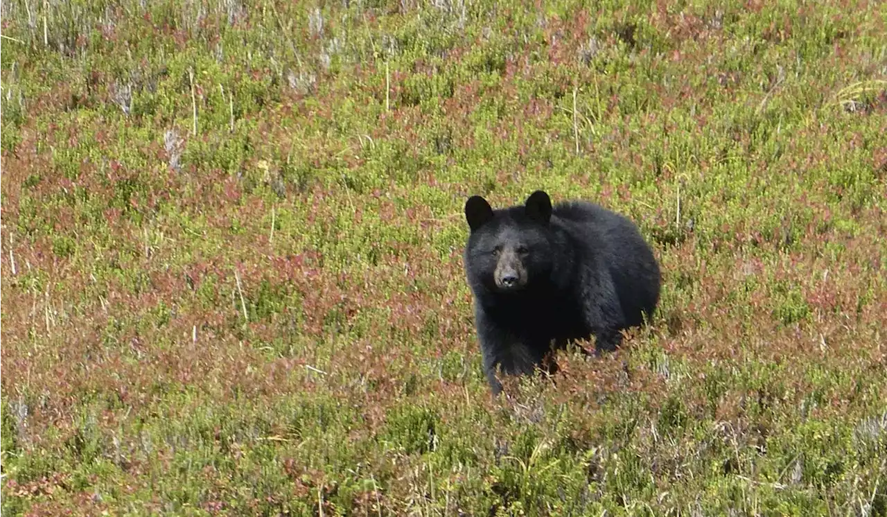 Connecticut woman attacked by black bear while walking dog