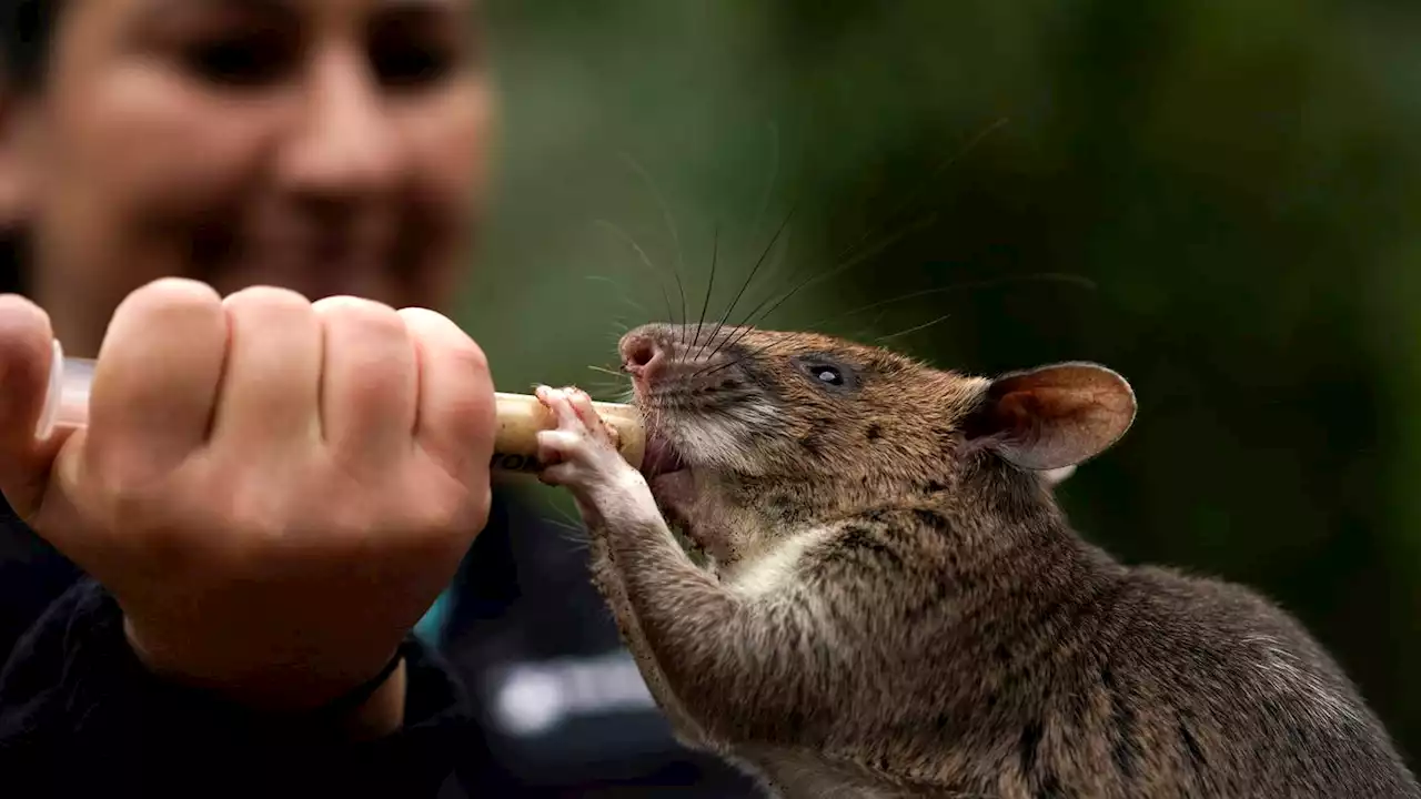 Rat ambassadors show off abilities to help humans, wildlife