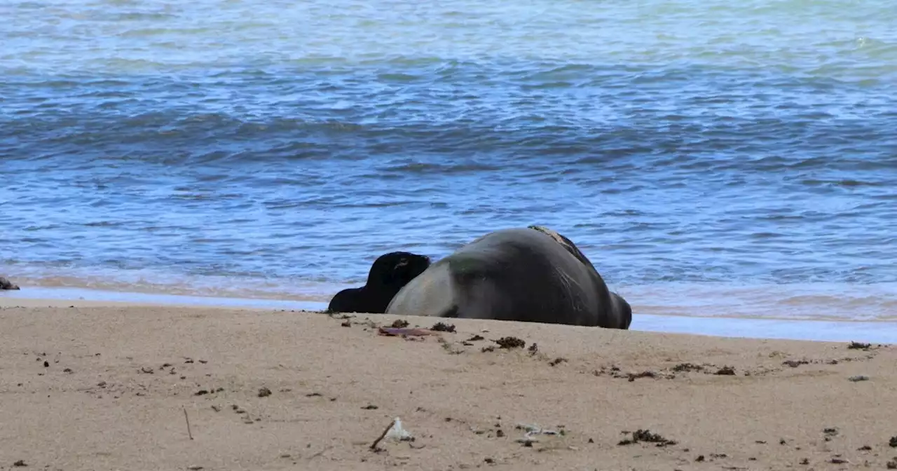 Hawaiian officials block beach to protect adorable endangered monk seal pup