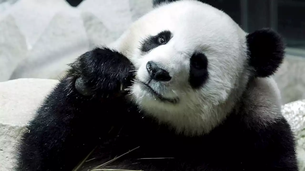 Chinese panda on long-term loan to Thailand dies suddenly