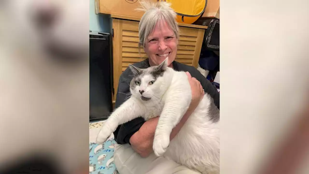 Viral cat dubbed 'largest cat anyone has ever seen' gets adopted