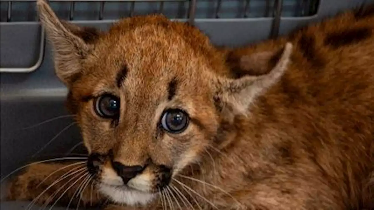 Rescataron a un cachorro de puma en un campo de Córdoba y lo derivaron a una reserva