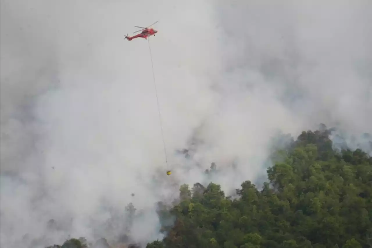 Polda Riau buru pembakar lahan di perbatasan Dumai-Bengkalis