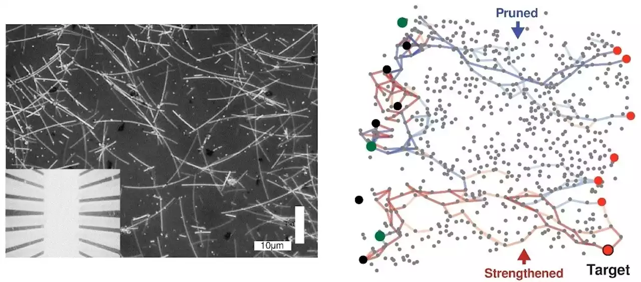 Nanowire Networks Exhibit Human-Like Intelligence