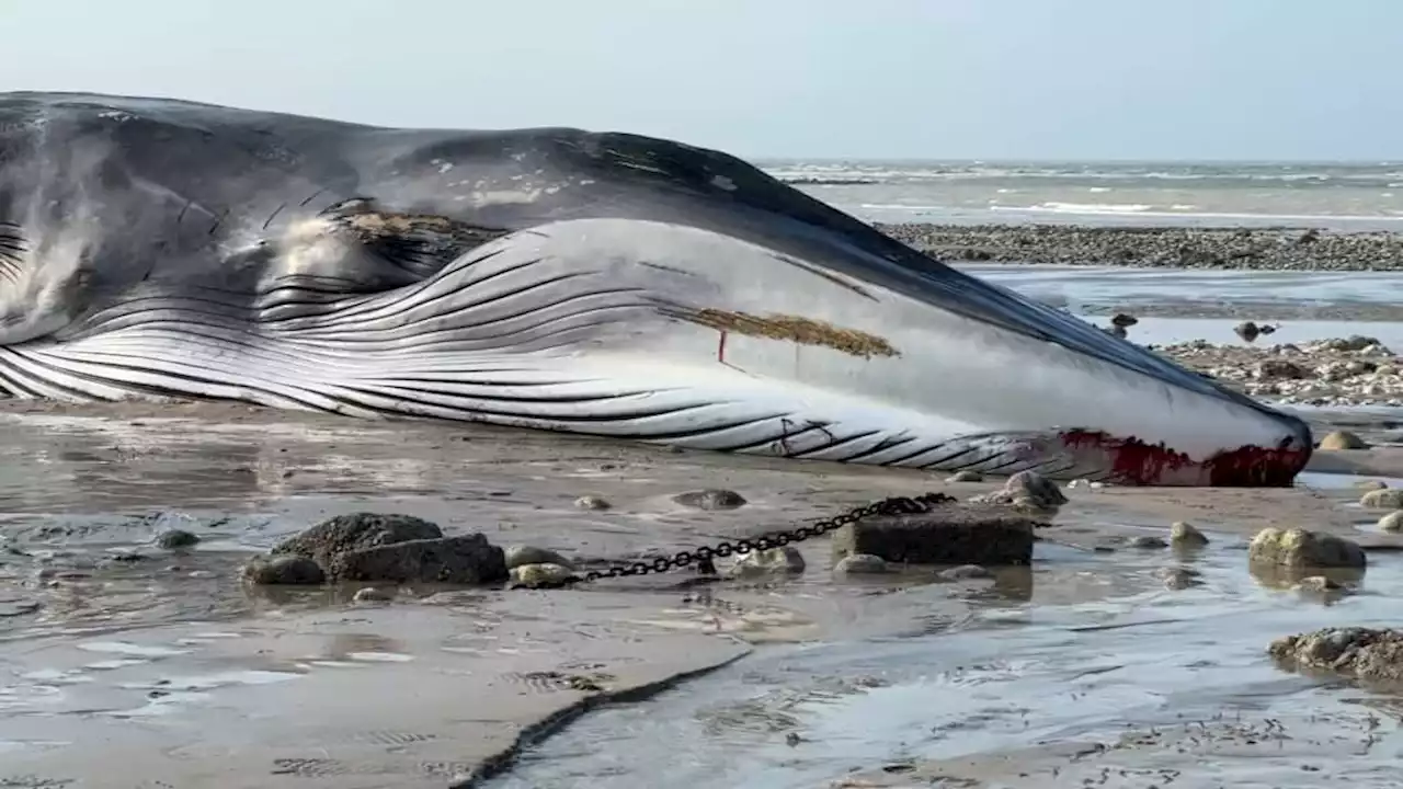 Baleine échouée à Saint-Valery-en-Caux: la carcasse du cétacé n'a pas encore été récupérée