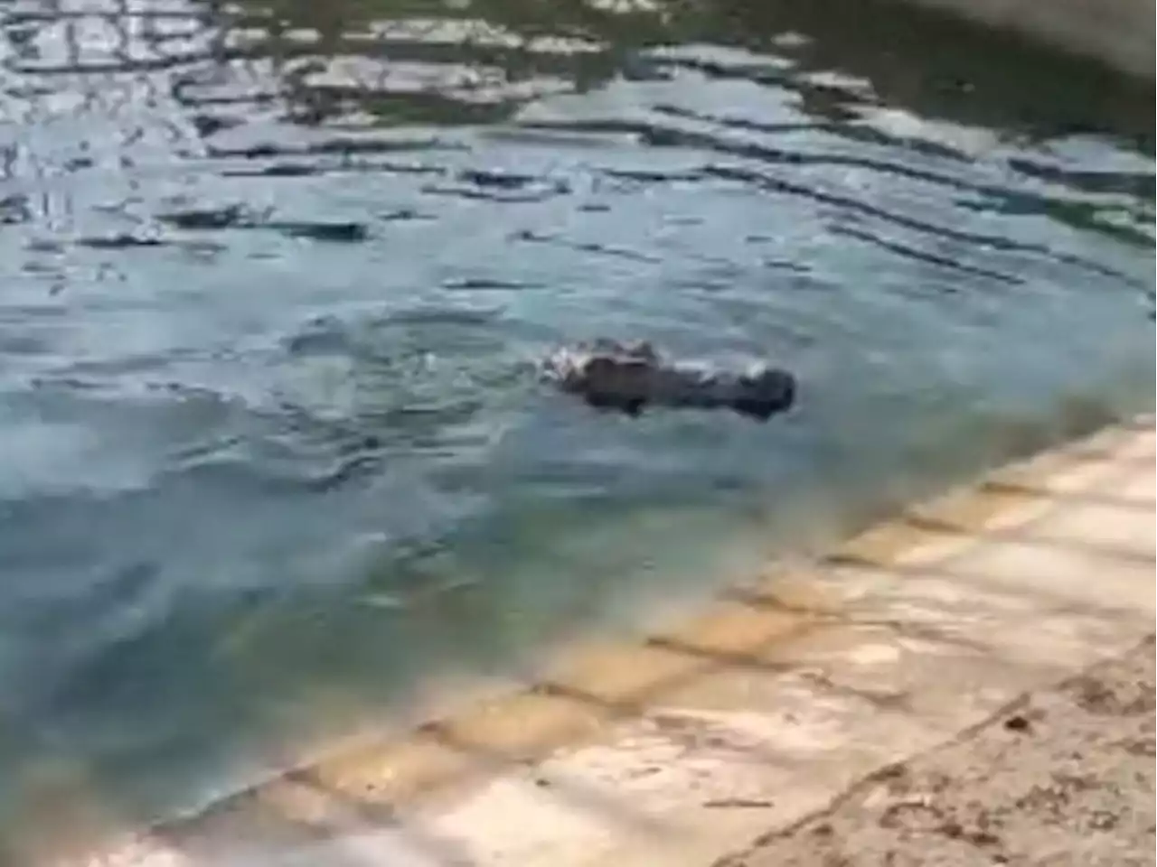 Three men arrested for stealing large crocodile in South Africa