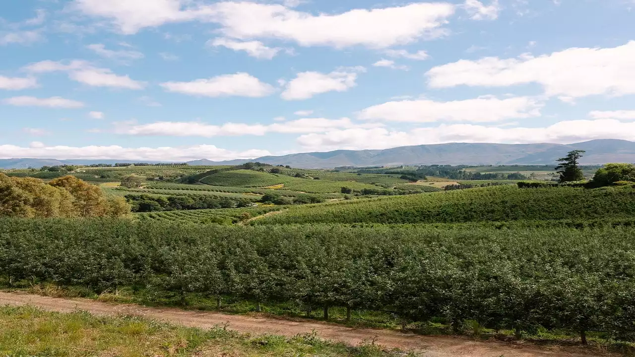 Get your running shoes on and celebrate Freedom Day at Cheverells Farm