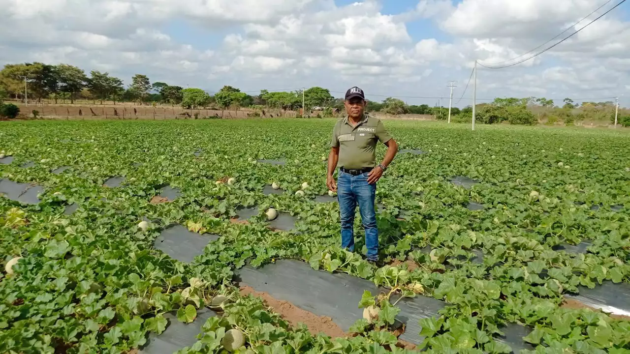 Campesinos de La Guajira están produciendo patillas o sandías de tipo exportación