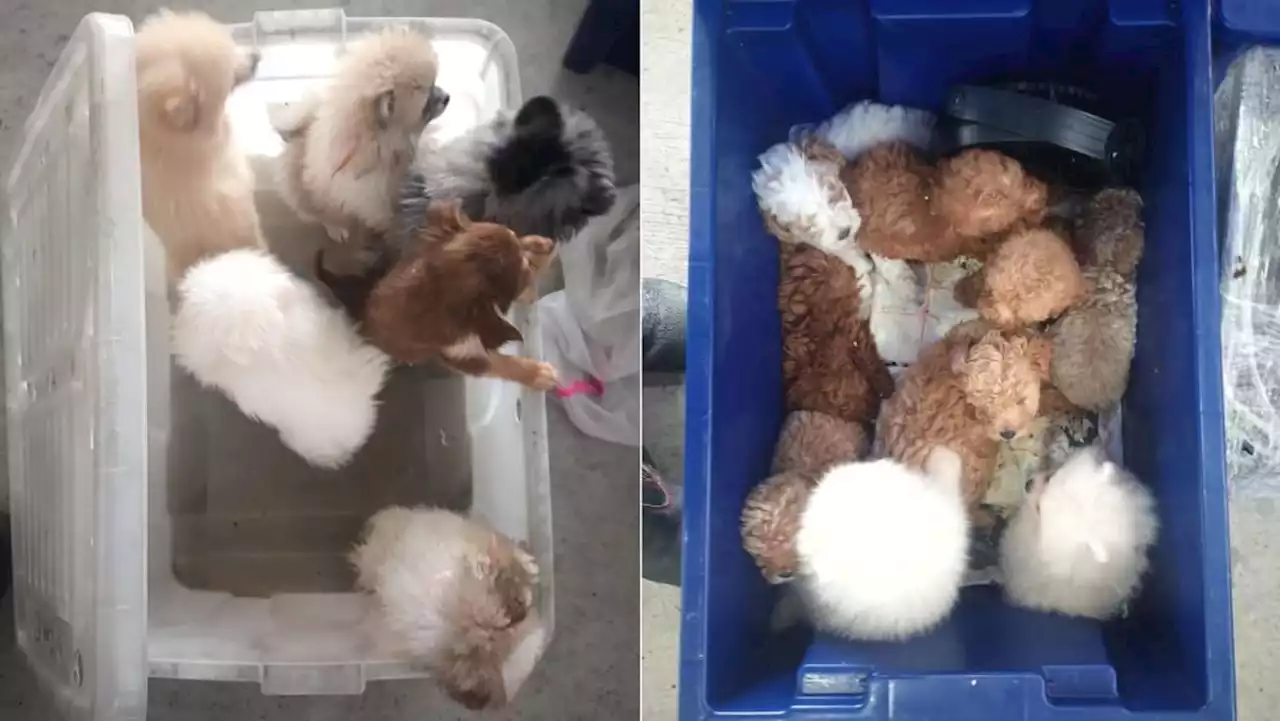 Jail for man who smuggled 26 puppies into Singapore; 19 died