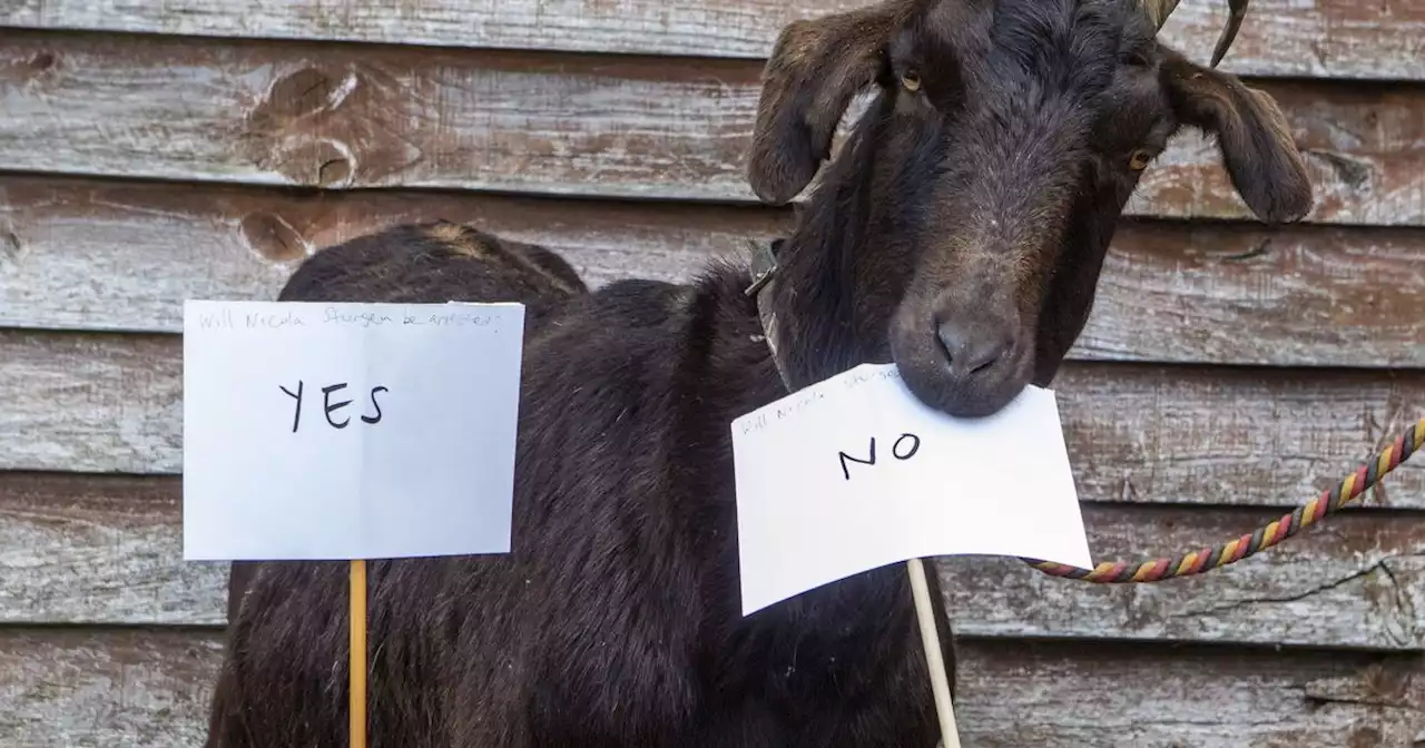 'Spookily accurate' fortune telling goat makes Nicola Sturgeon arrest prediction