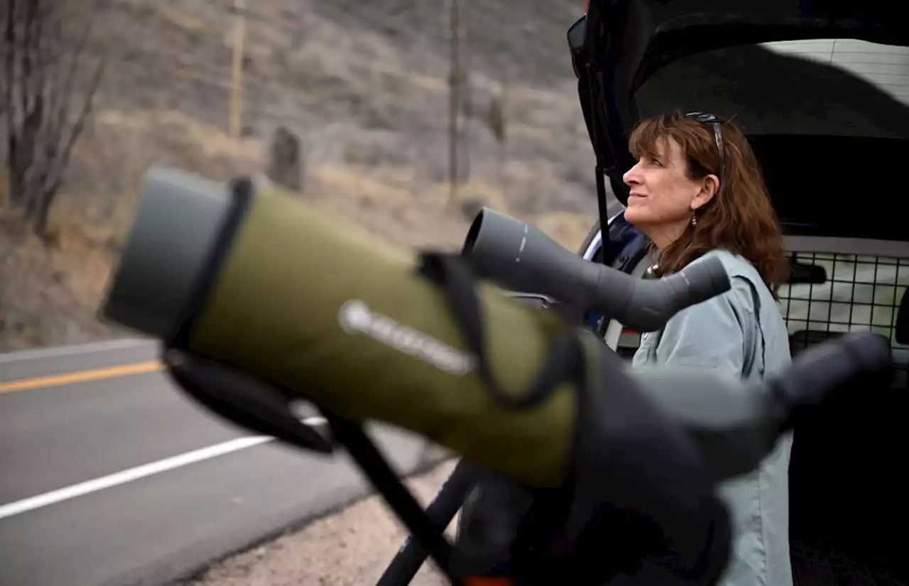 Keeping an eye on eagle couples during nesting season is a labor of love for volunteer monitors