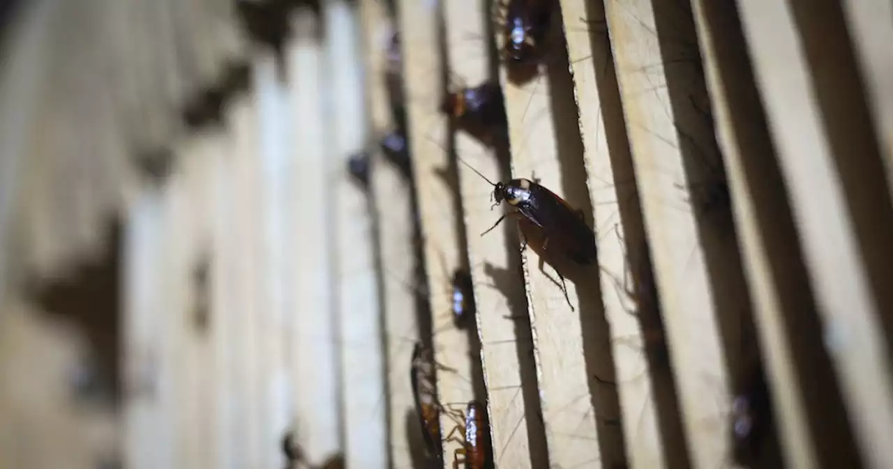 Cockroach outbreak in SA linked to wet, humid conditions