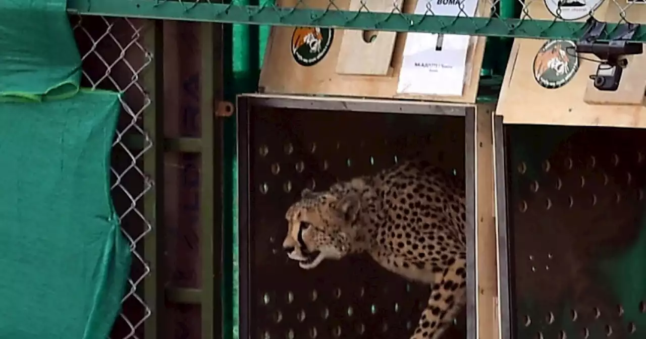 Second cheetah brought from South Africa dies in India