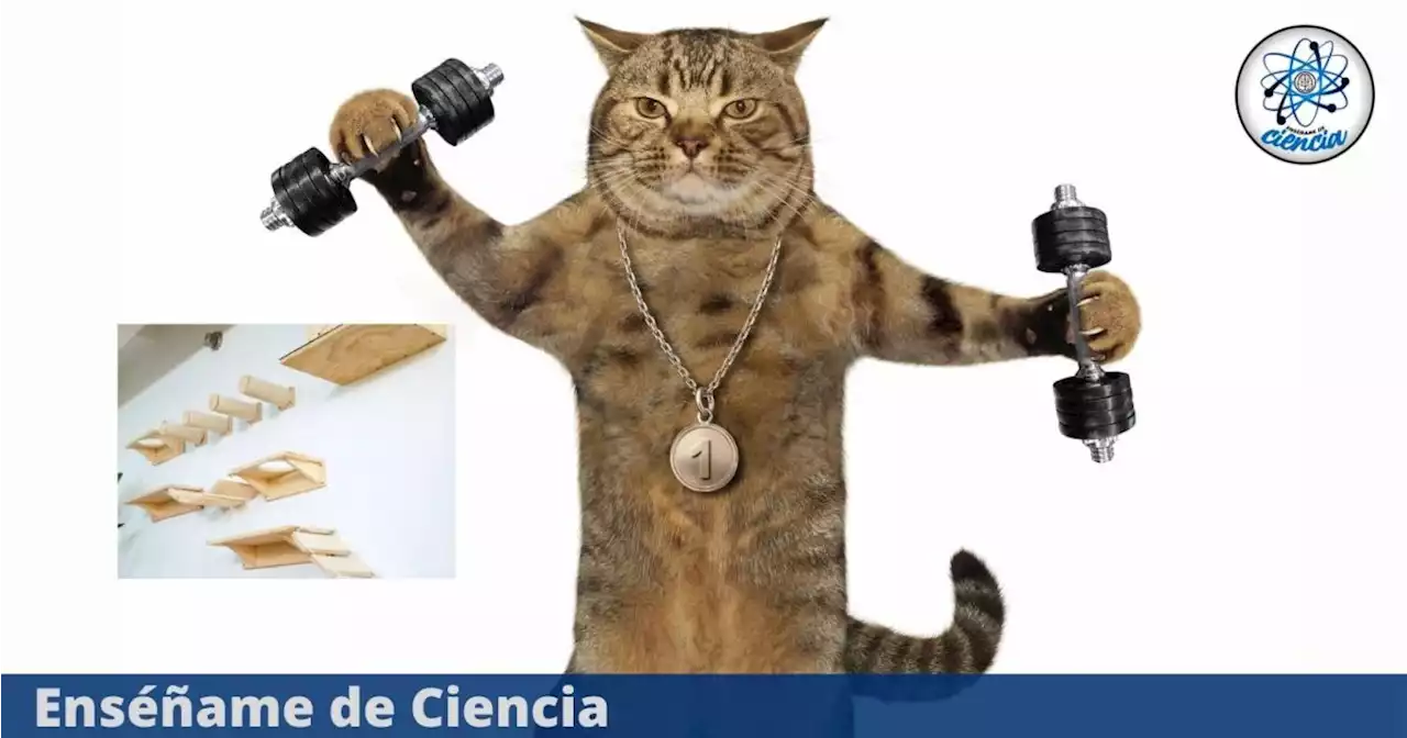 Tutorial para hacer un gimnasio para gatos: económico y fácil, consiente a tus michis