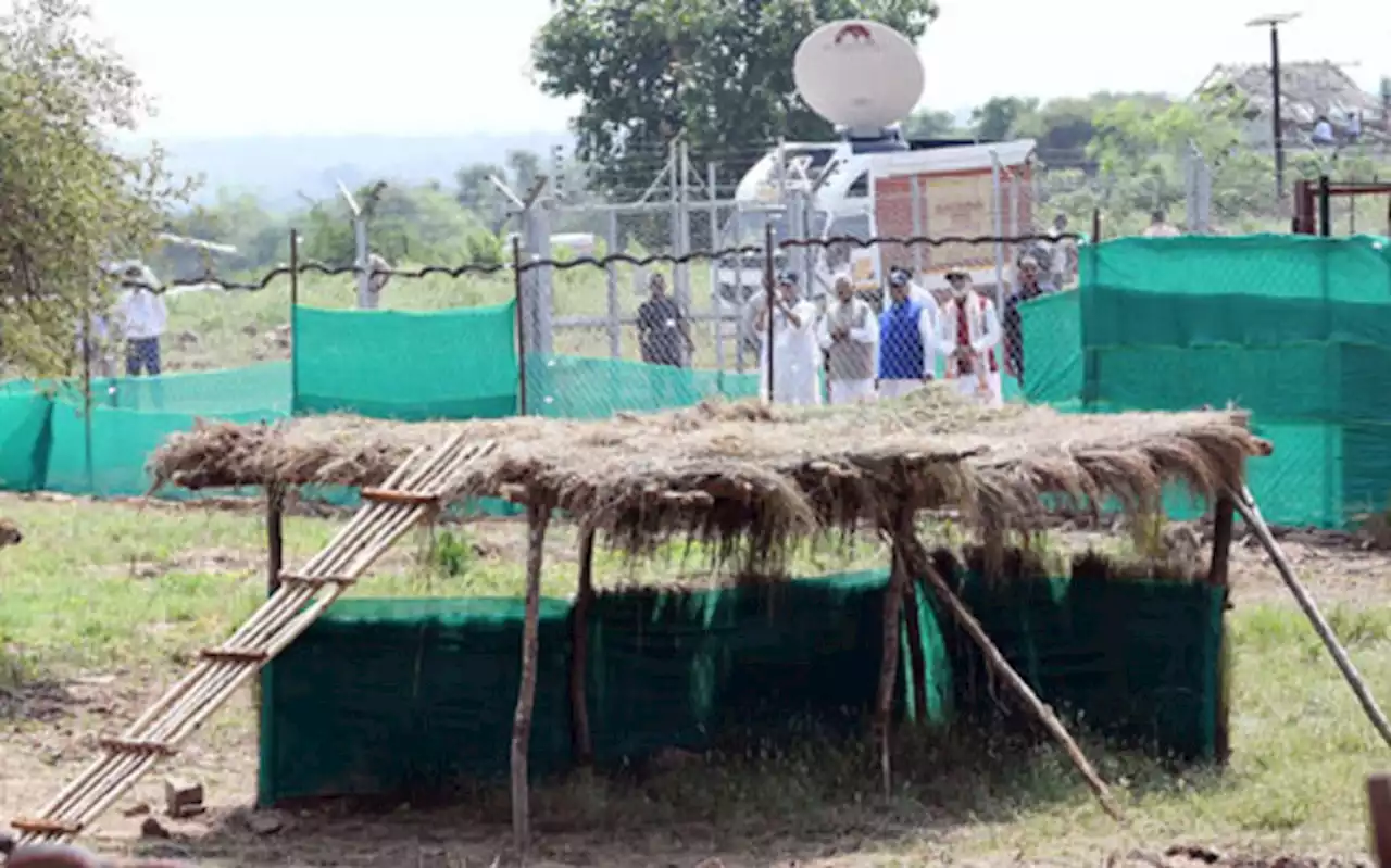 Second cheetah brought from Africa dies in India