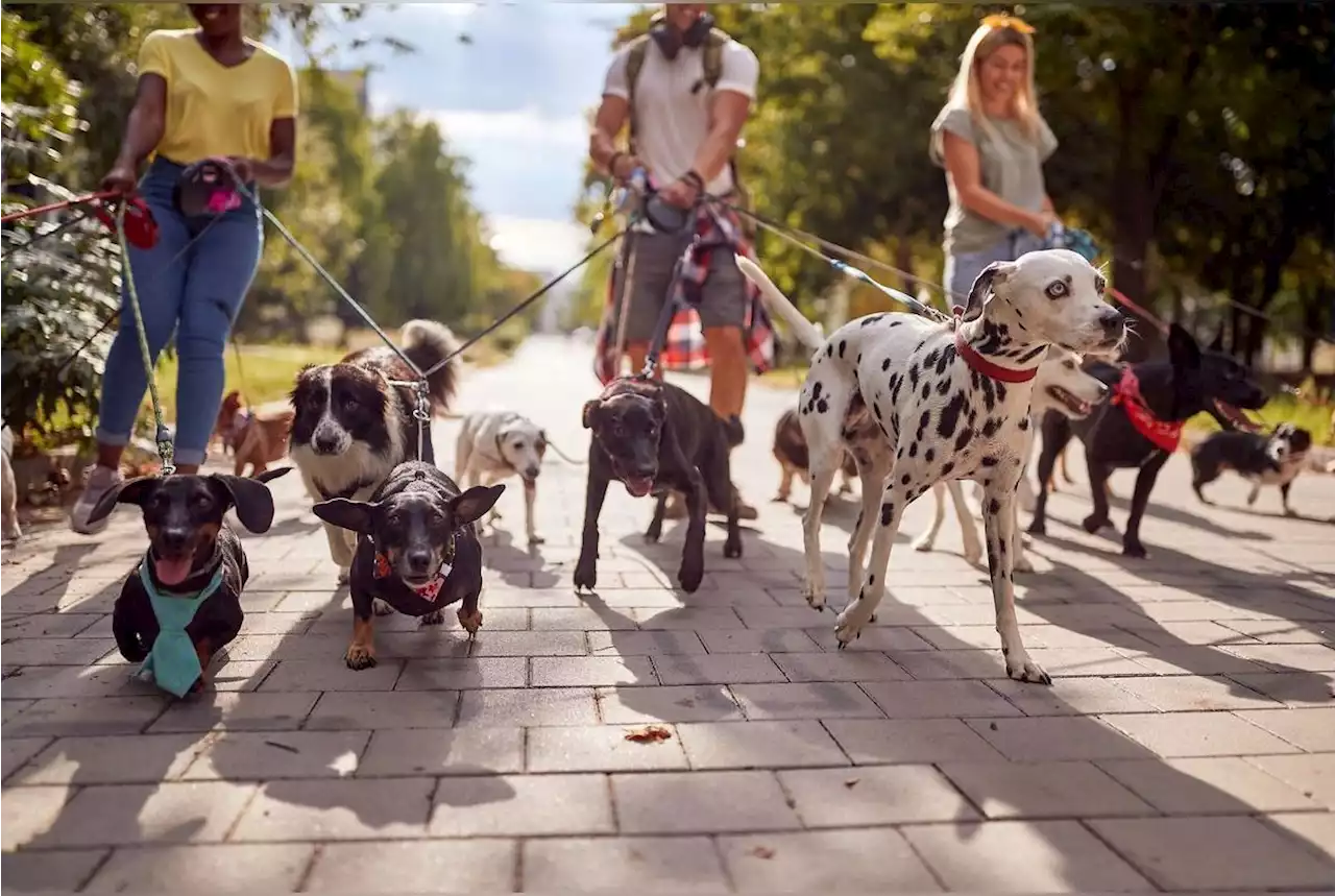 Voici la ville la plus agréable où vivre avec son chien selon 30 millions d’Amis