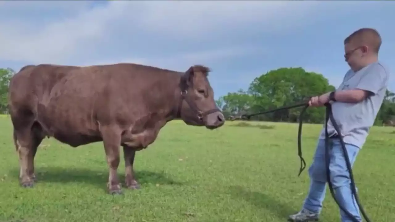 Little cowboy back home with beloved pet cow after more than 400 days in hospital