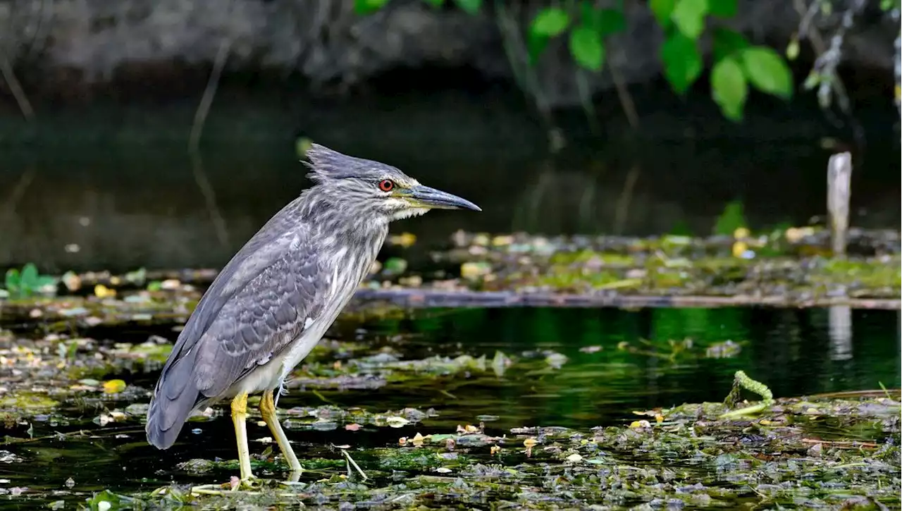 'Réelle perte de biodiversité' : la LPO alerte sur les graves conséquences de la sécheresse de 2022